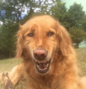 Create meme: dog Golden Retriever, Retriever dog