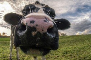 Create meme: cow, muzzle cow