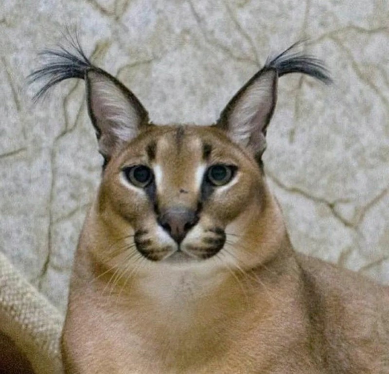 Create meme: Caracal, slap the russian cat caracal, karakal gosha