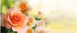 Create meme: roses, flowers roses, peach roses