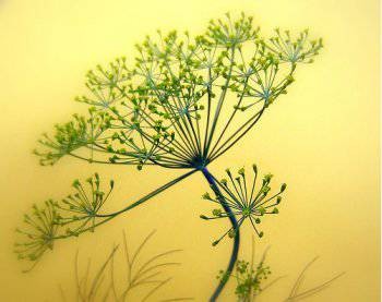 Create meme: dill , dill inflorescence, plant 