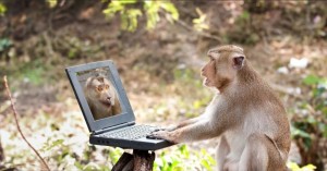 Create meme: monkeys eat leaves, brown monkey, a monkey with a laptop
