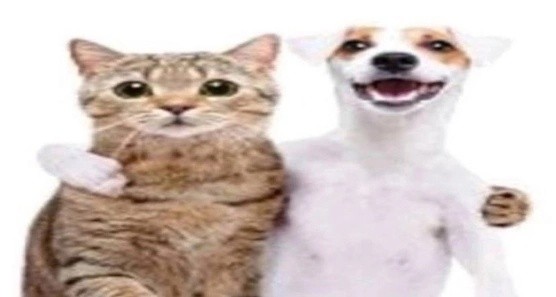 Create meme: cat , dog and cat , animals 