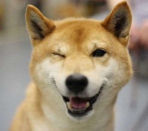 Create meme: shiba inu, Dog, dog
