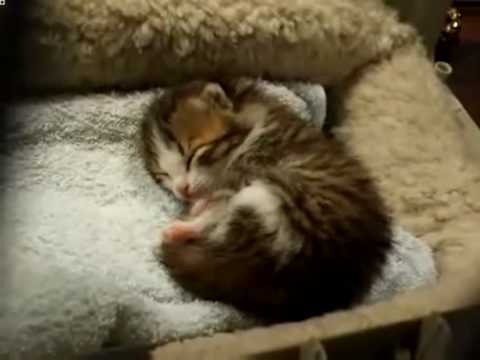 Create meme: sleeping kitten, nonsense cat, sleeping cat 