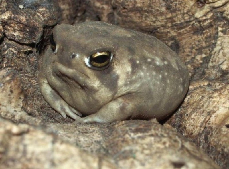 Create meme: common frog, desert narrow - necked frog, toad frog
