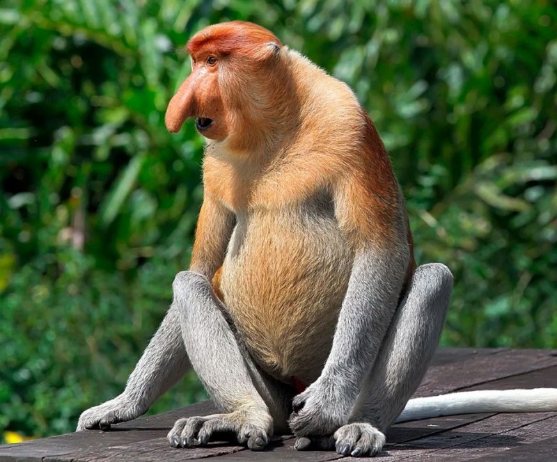 Create meme: a proboscis monkey , noser borneo, monkey nosey 