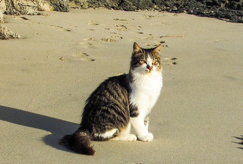 Создать мем: кот на пляже, кот в песке, кошка на море
