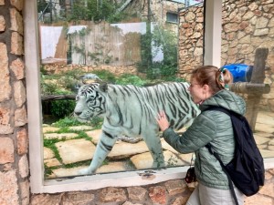 Создать мем: белый тигр в московском зоопарке, ижевский зоопарк один из лучших в россии, тигрица кали московский зоопарк