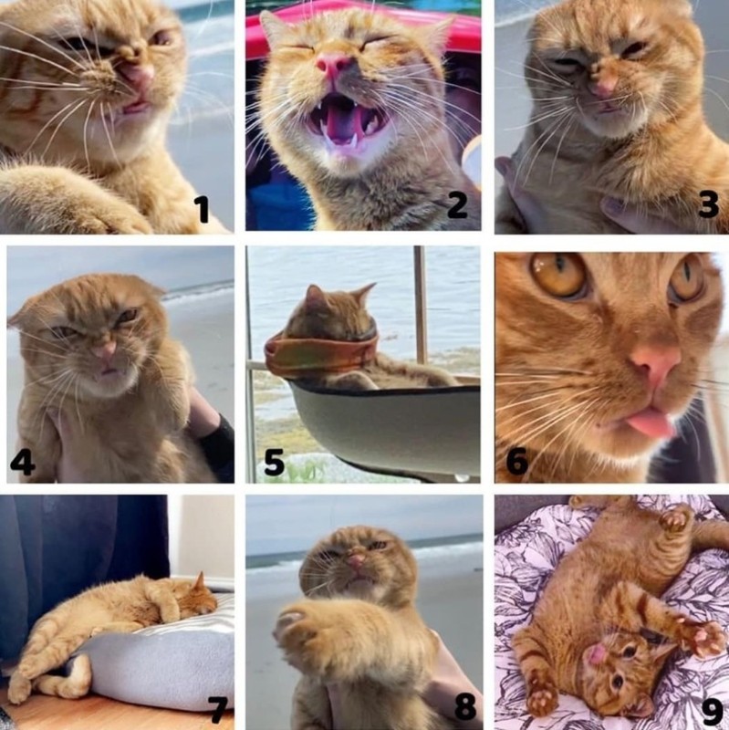 Create meme: cat emotions, funny cats , cat 