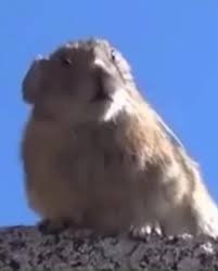 Create meme: a gopher screams on the mountain, the screaming gopher, gopher 