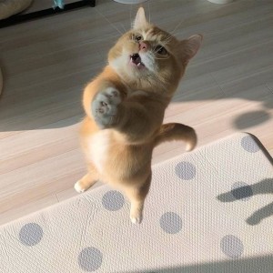Создать мем: Кошка, британская золотая шиншилла ny11, милые котики