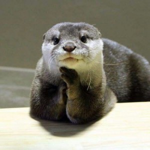 Create meme: otter, a baby otter photos, photo of two otters