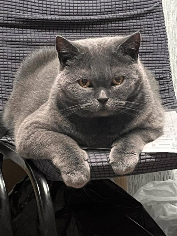 Создать мем: шотландский кот скоттиш страйт, британская короткошёрстная кошка, британский кот