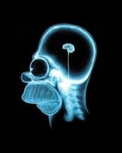 Create meme: brain Homer Simpson x-ray, a head x-ray, x-ray of Homer Simpson