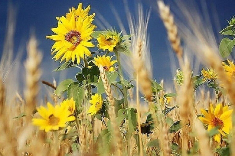 Создать мем: август подсолнухи, поля с подсолнухами, фотографии подсолнухов