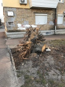 Create meme: tree, after the hurricane, the grubbing of stumps