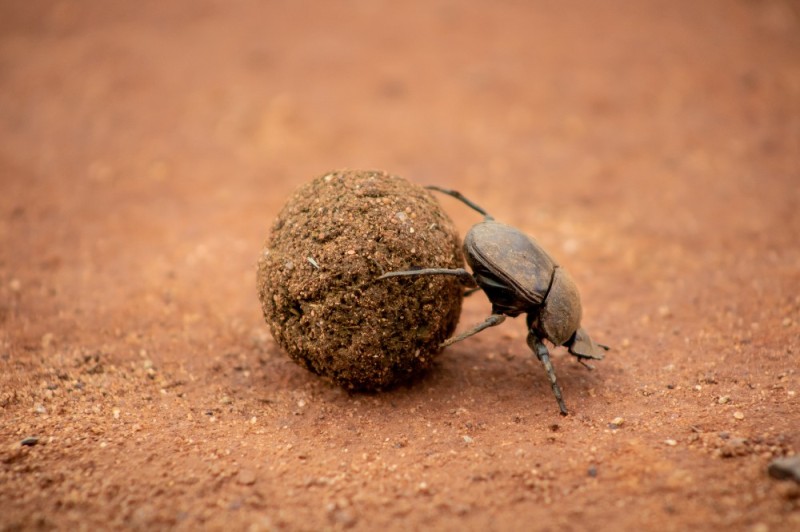 Create meme: dung beetle , the beetle beetle scarab, beetle 