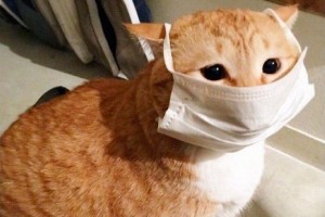 Create meme: seals, the cat in the mask