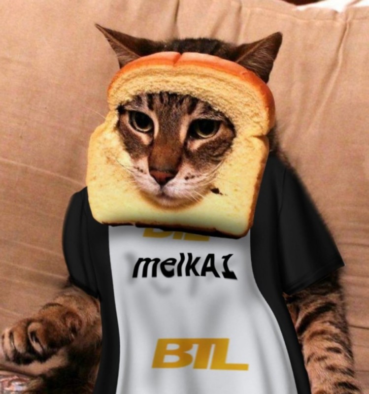 Создать мем: приколы коты, смешные кошки, кот хлеб
