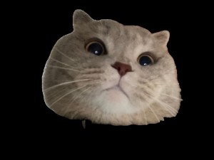 Создать мем: морда кота, котики 512х512, кот