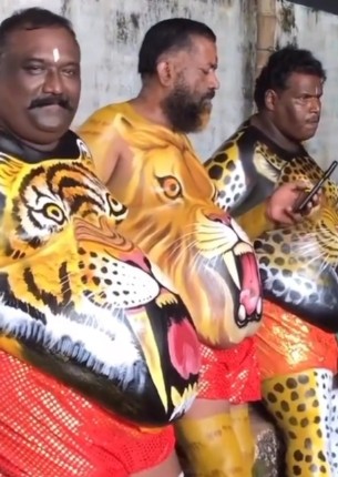 Создать мем: танец тигров, керала тигры, тигр на животе индия