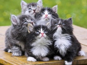 Create meme: cute kitties, animals cats, kitties