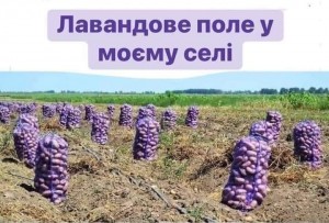 Создать мем: картофельное поле, сорт картофеля, картофель в поле