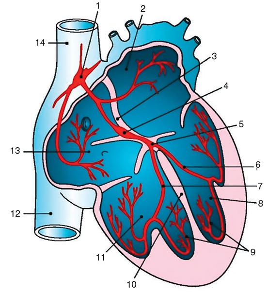 Создать мем: строение сердца легочная артерия, проводящая система сердца кровоснабжение, расширенная аорта сердца