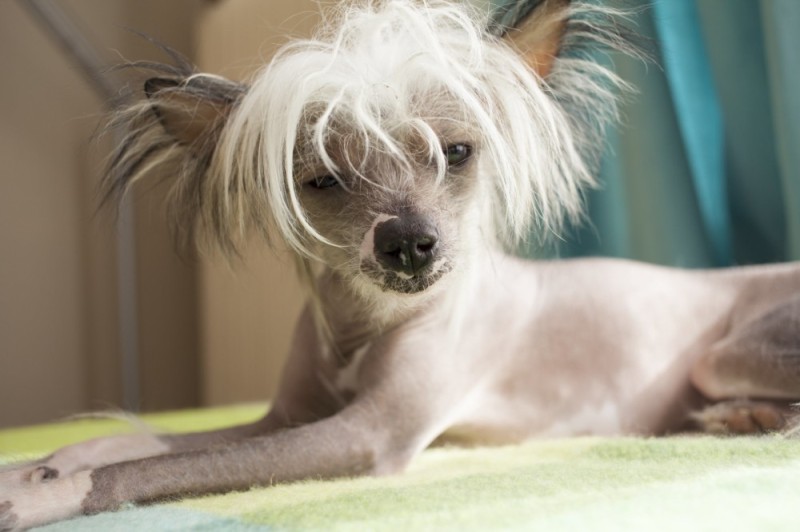 Create meme: Chinese crested dog, chinese crested breed, crested dog