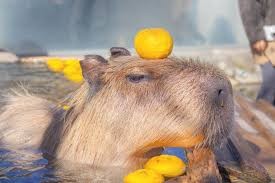 Create meme: capybara head, capybara with tangerine, capybara with orange
