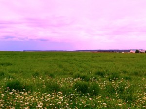 Create meme: nature, meadow in summer, meadow