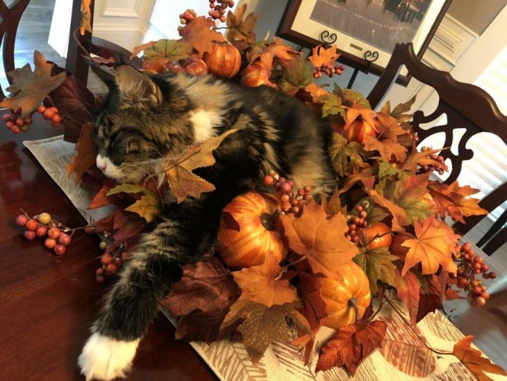 Create meme: ah autumn, autumn cat, autumn cat