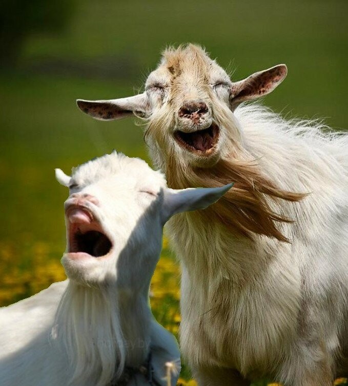 Create meme: funny goat, goat , funny goat 