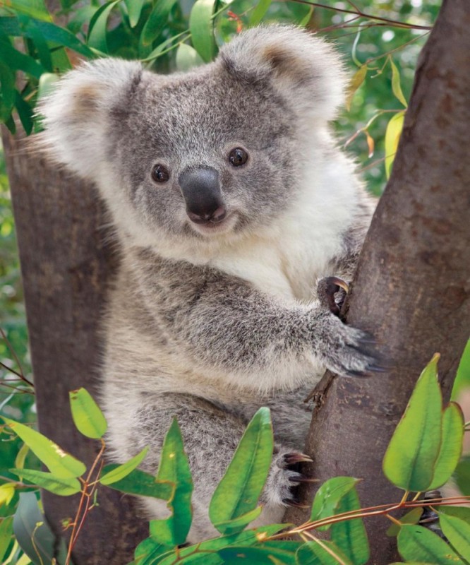 Create meme: Koala , pygmy koala, little koalas