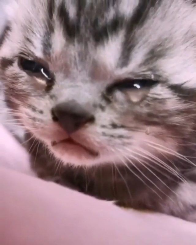 Создать мем: грустный котенок, плачущий котенок, плачущие коты