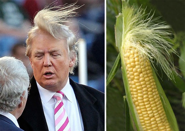 Create meme: Donald Trump's hairstyle, Donald trump , Trump's hairstyle