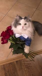 Создать мем: кот с цветами мем, кот с цветами, котик с букетом цветов
