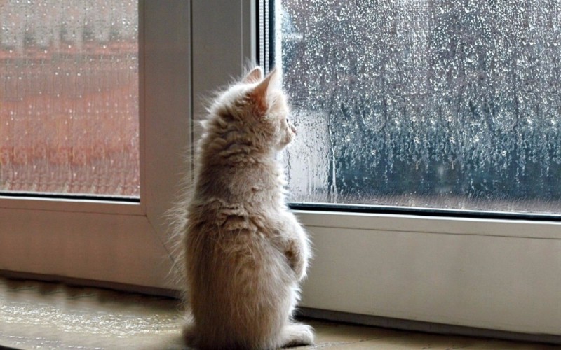 Create meme: the cat on the window, the cat looks out the window, rain on the window