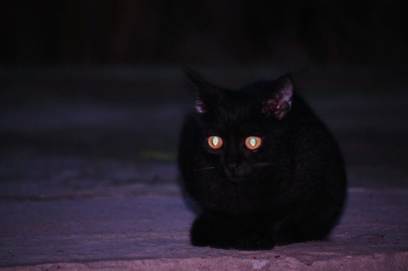 Создать мем: глаза кошки в темноте, чёрная кошка, чёрный кот с красными глазами