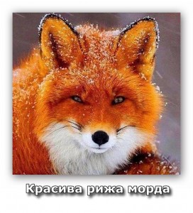 Create meme: animation Fox red, Fox, sly Fox