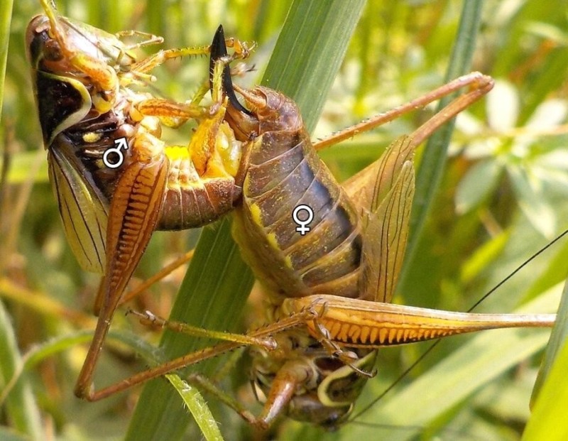 Create meme: The grasshopper is a female, grasshopper locust, grasshopper 