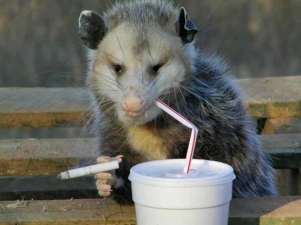 Create meme: opossums, apostolove, female possum