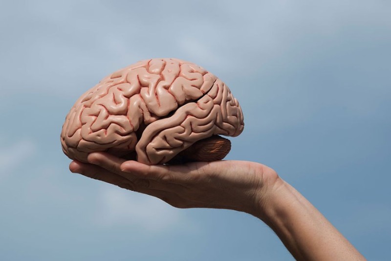 Create meme: the human brain in the hands, the human brain, human brains