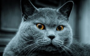 Создать мем: серый кот обои, серьезный кот, серый британский кот
