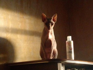 Create meme: Sphynx, cat Sphynx, Sphynx cats