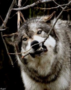 Create meme: wolf grey, animals wolf, wolf furious