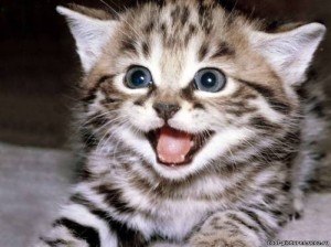 Create meme: images with beautiful muzzles kittens, funny kittens, happy cat