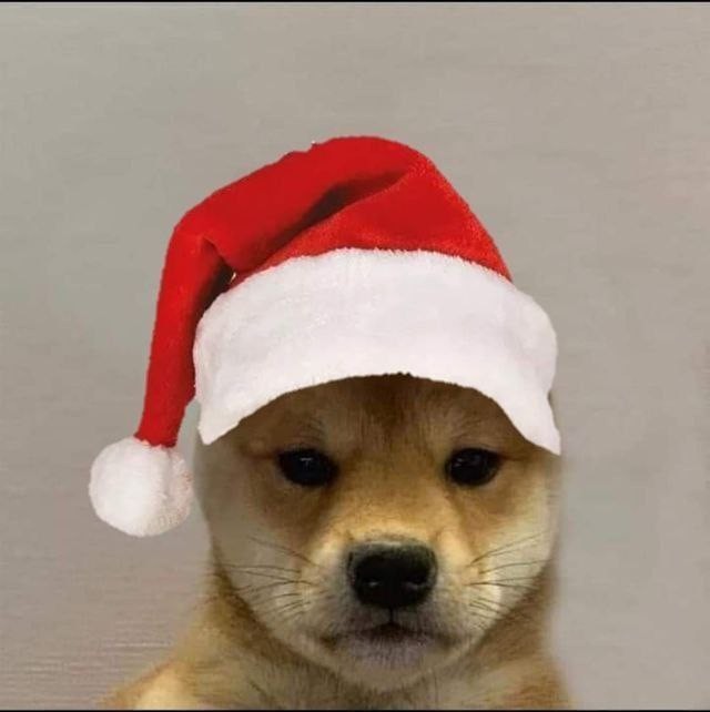 Create meme: dog with a cap, dog in hat meme, dog with hat