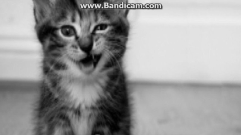 Create meme: winking cat, cat , cat 